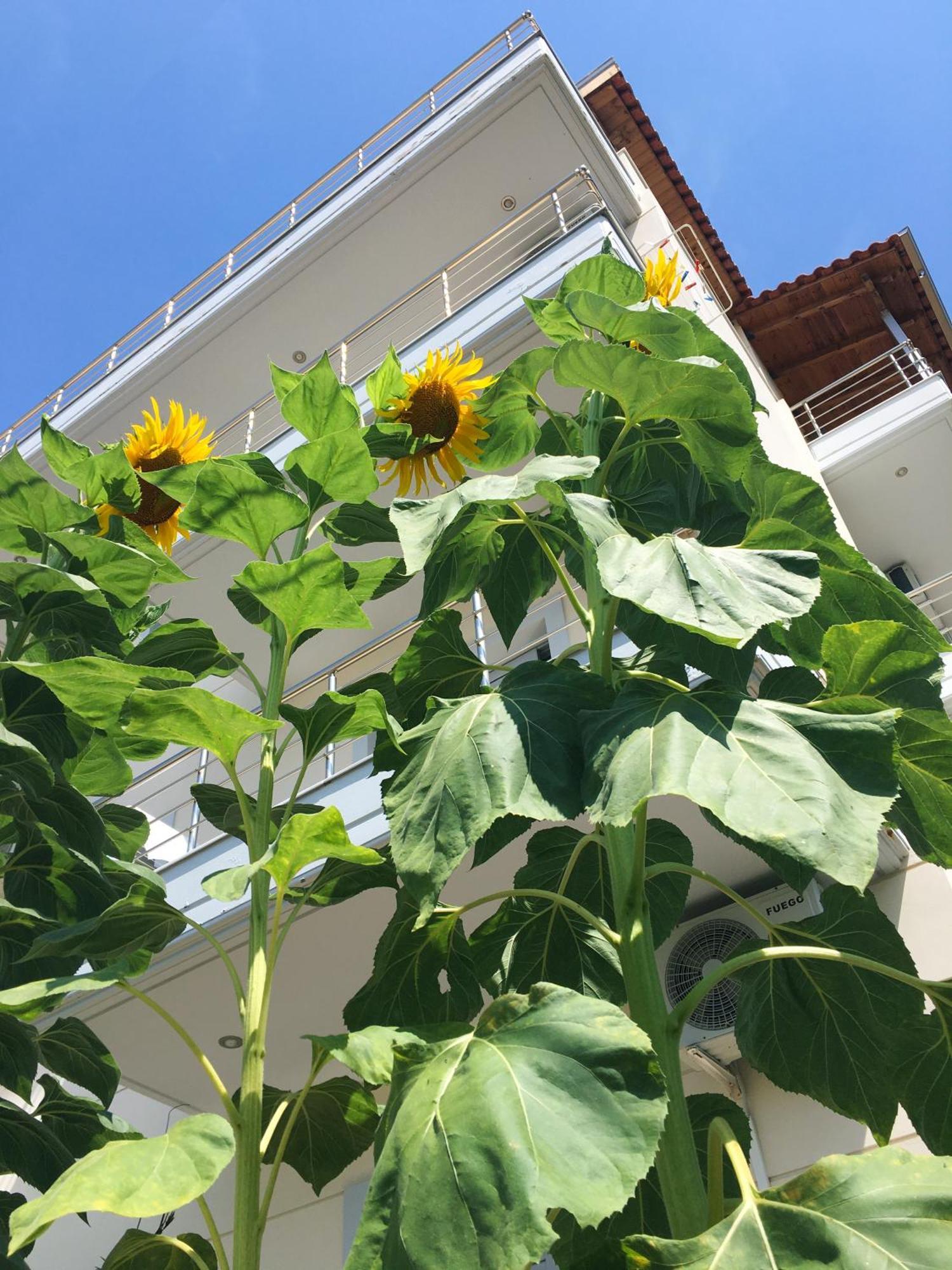 Sunflower Himara Exterior photo
