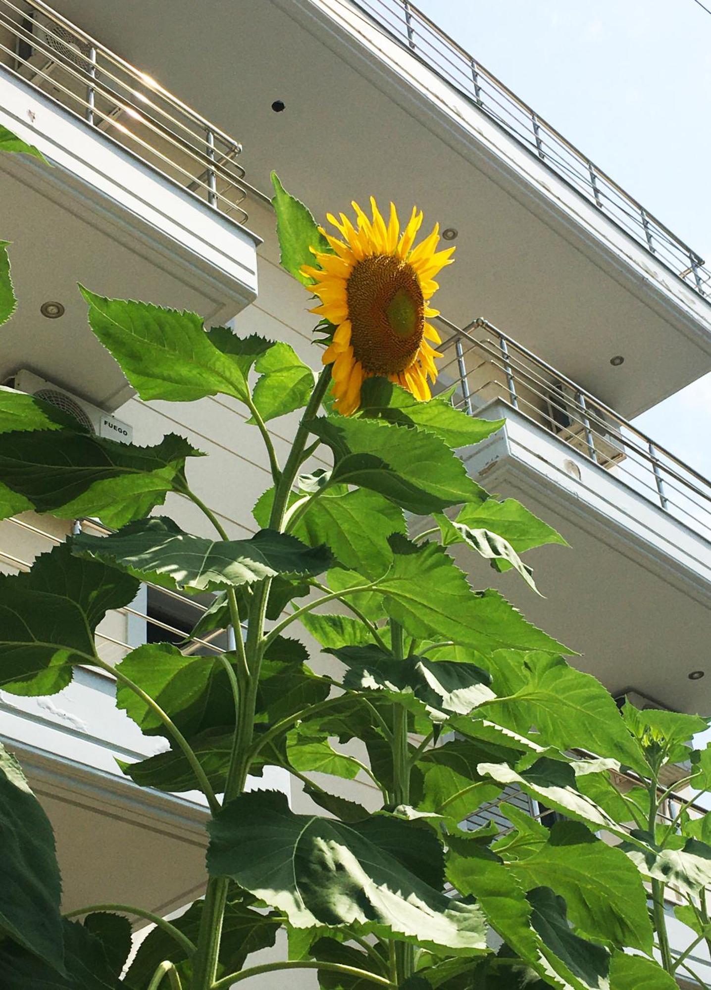 Sunflower Himara Exterior photo